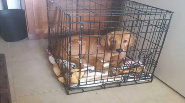 Crate Training Your Golden