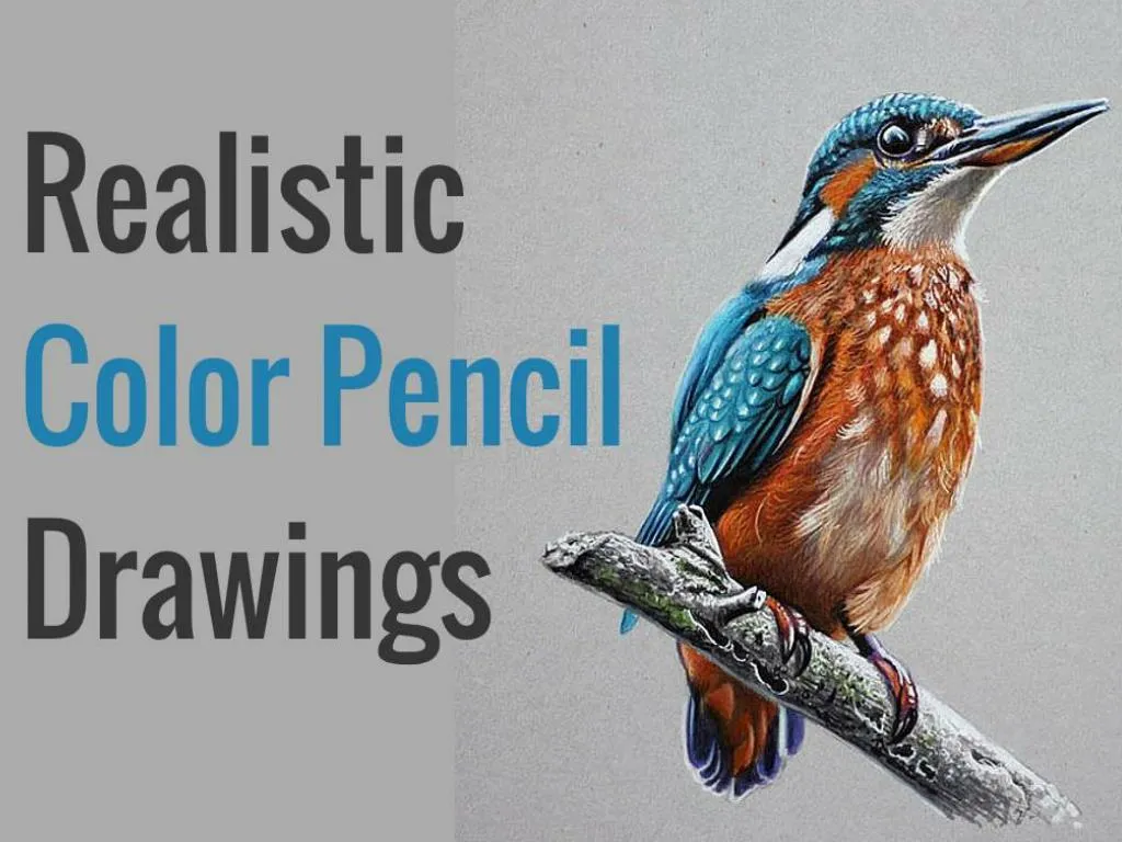 Realistic Color Pencil Drawing By Valentina Zou 7