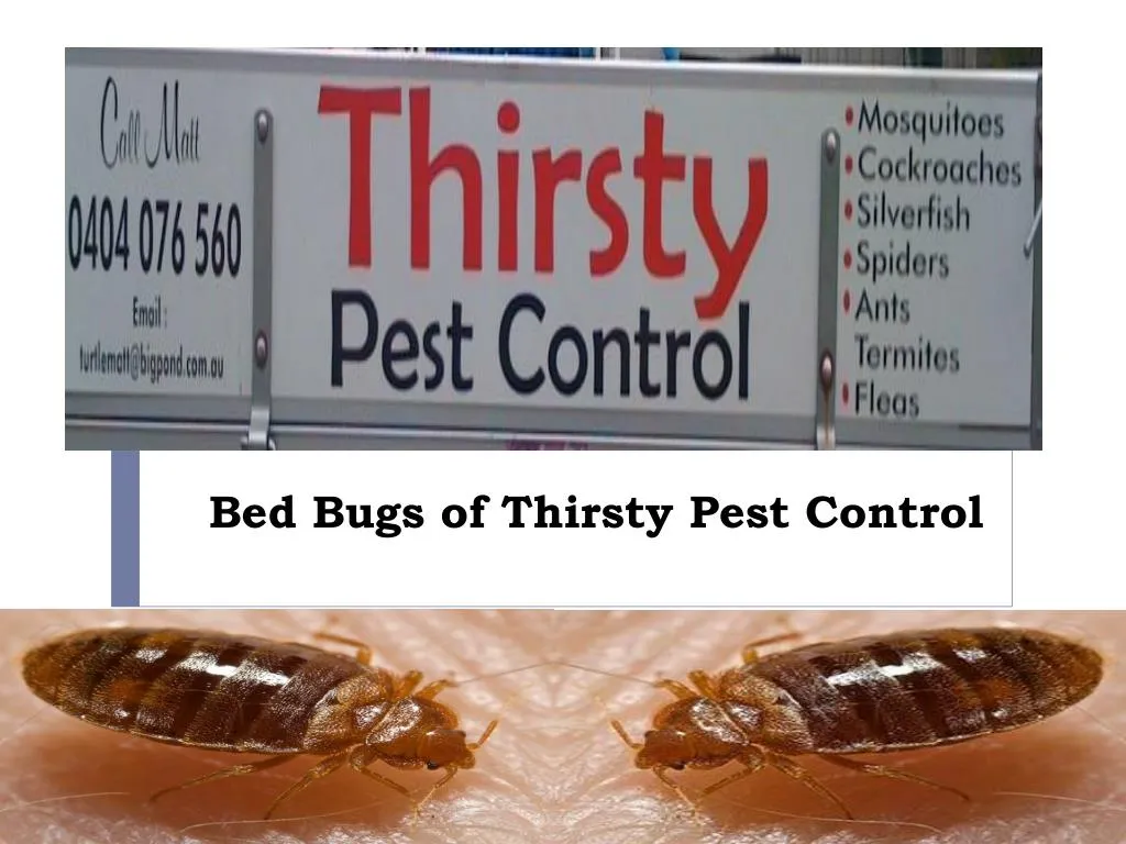 bed bugs of thirsty pest control