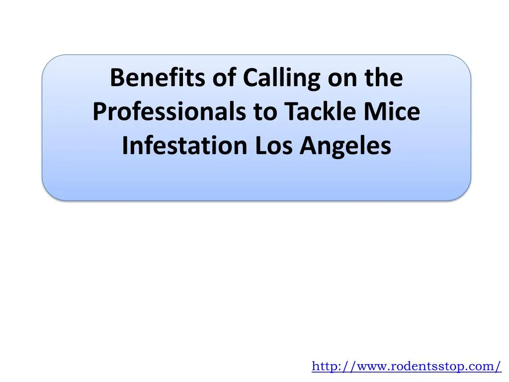 benefits of calling on the professionals to tackle mice infestation los angeles