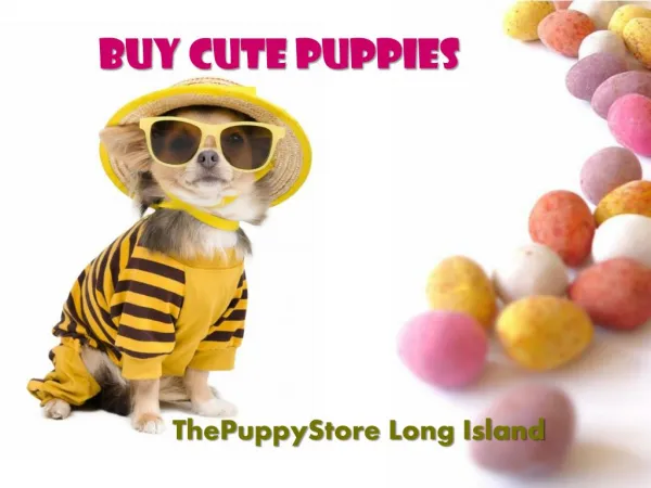 The Puppy Store NY