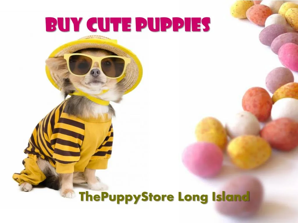 buy cute puppies