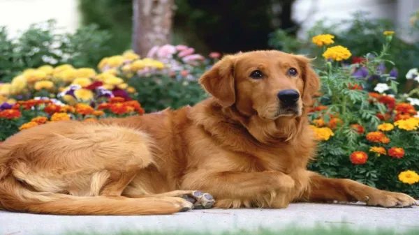 Keeping Your Golden Retriever Healthy