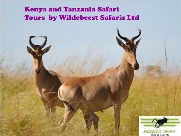 Kenya and Tanzania Safari Tours by Wildebeest Safaris Ltd