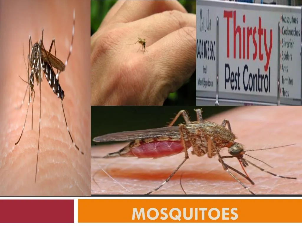 mosquitoes
