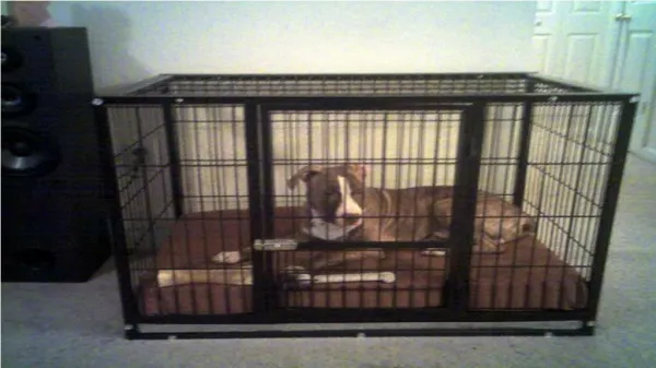 Crate Training Your American Pit Bull Terrier