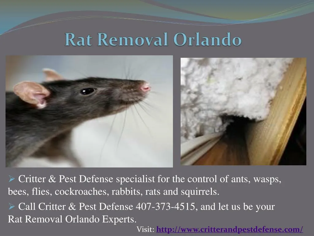 rat removal orlando