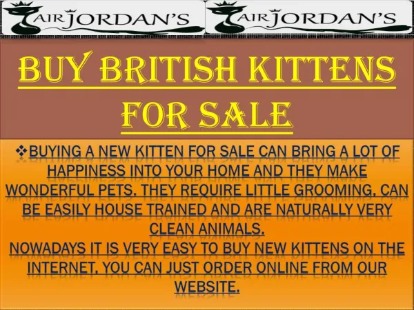 Buy British Kittens For Sale