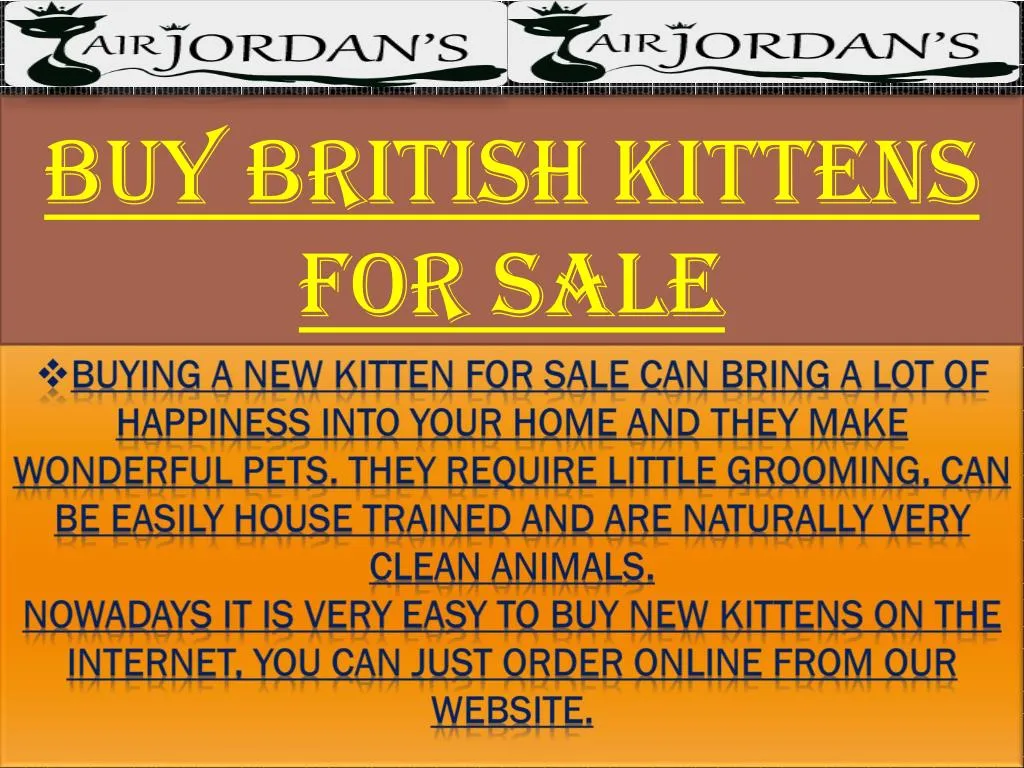 buy british kittens for sale