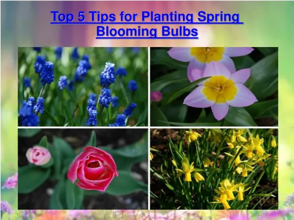 Top 5 Tips for Planting Spring Blooming Bulbs