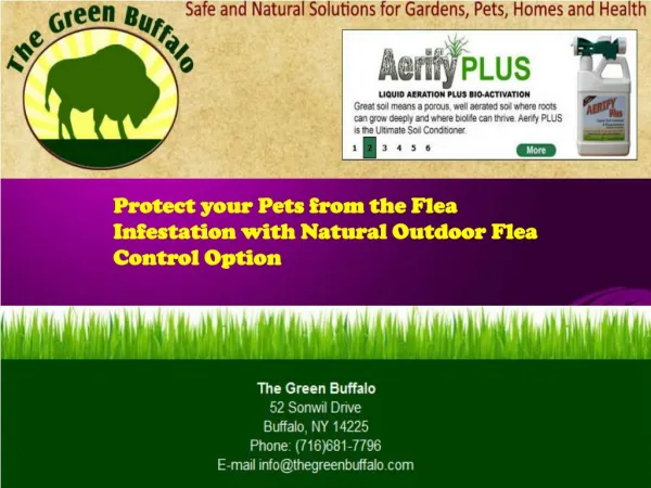 Protect your Pets from the Flea Infestation with Natural Out