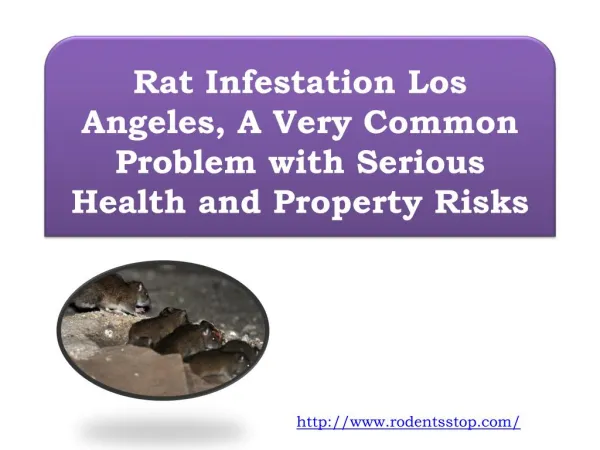 Rat Infestation Los Angeles, A Very Common Problem with Seri