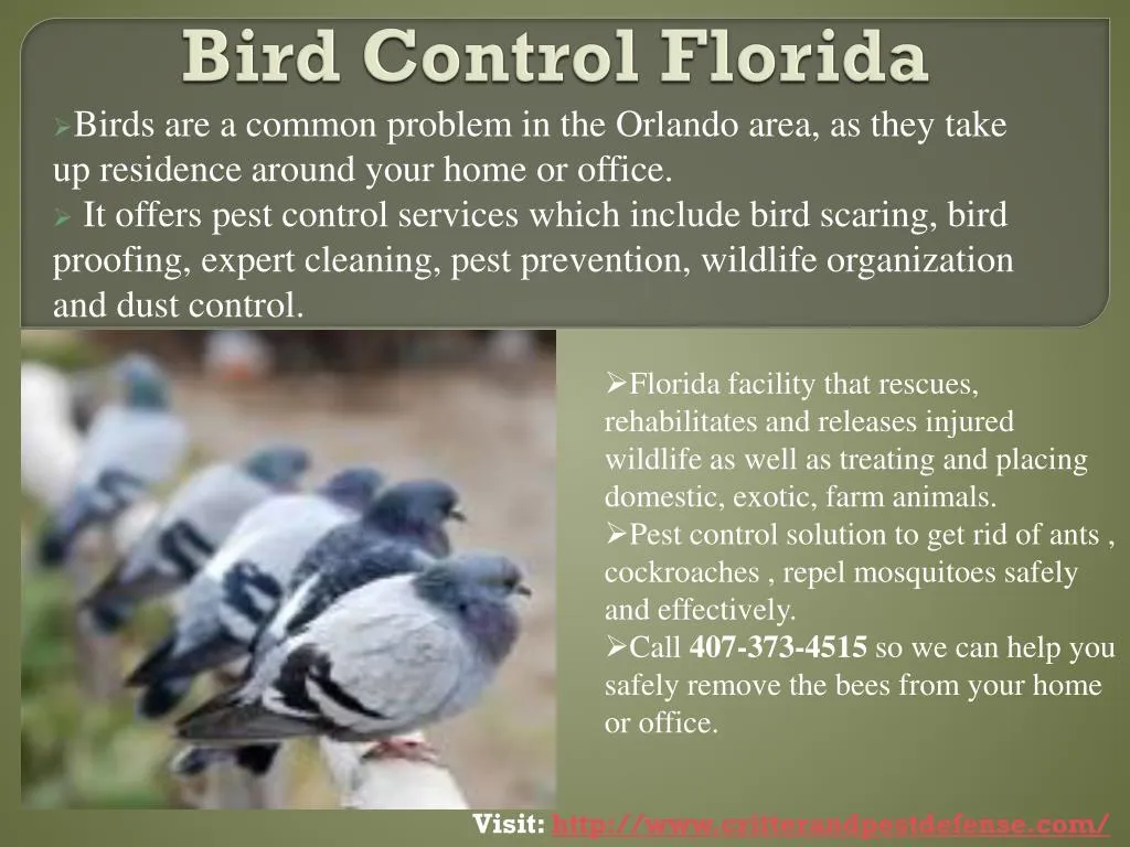 bird control florida