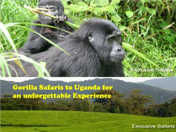 Gorilla Safaris to Uganda for an unforgettable Experience