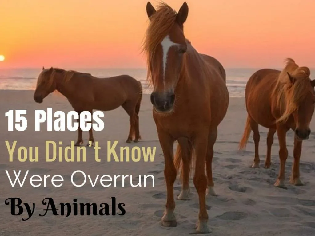 15 places you didn t know were overrun by animals
