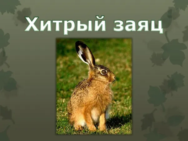 Хитрый заяц
