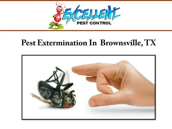 Pest Extermination Services In Brownsville, TX