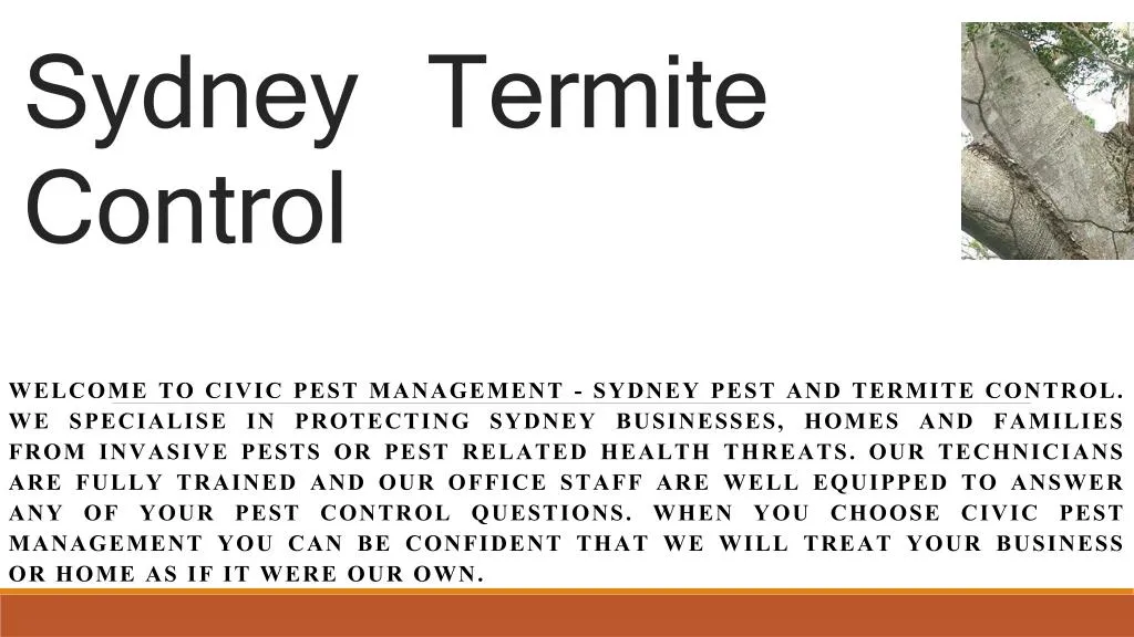 sydney termite control
