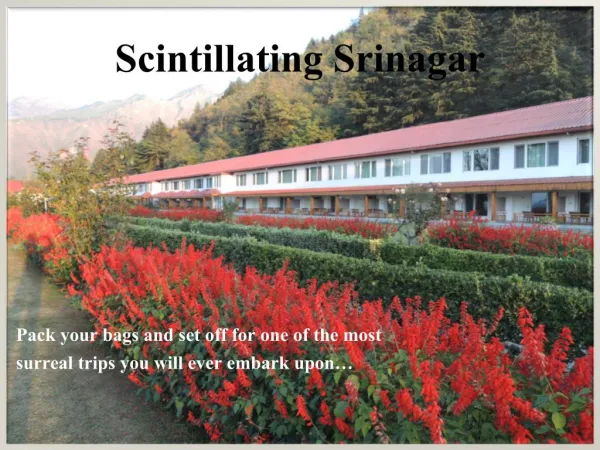 Scintillating Srinagar