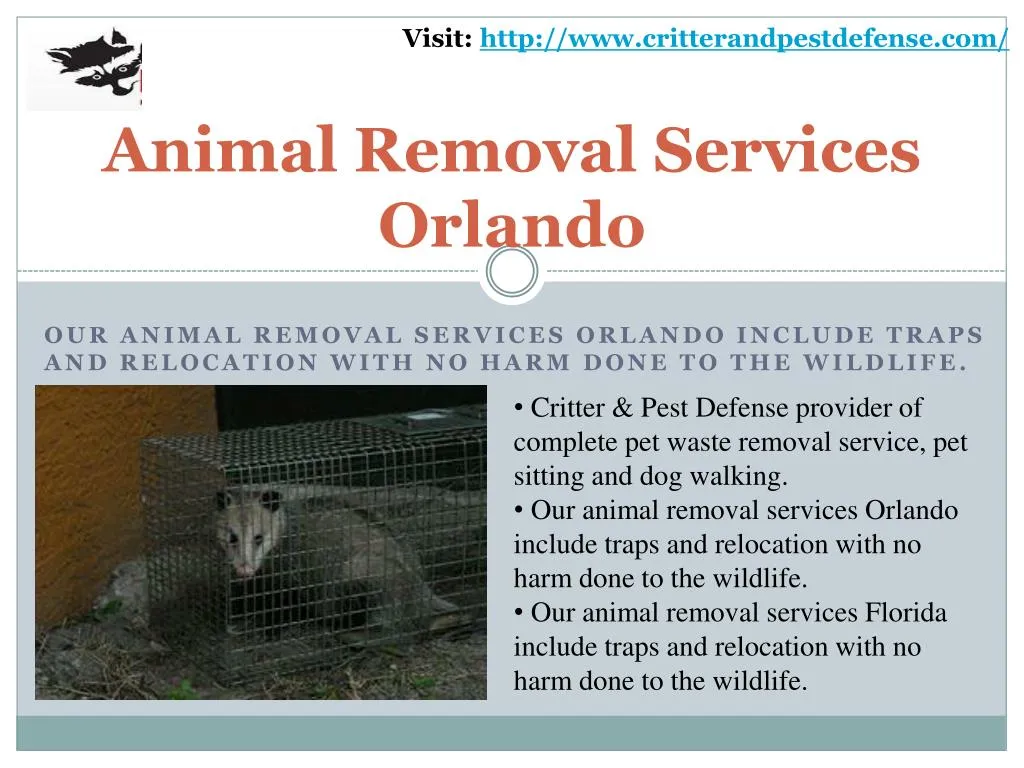 animal removal services orlando
