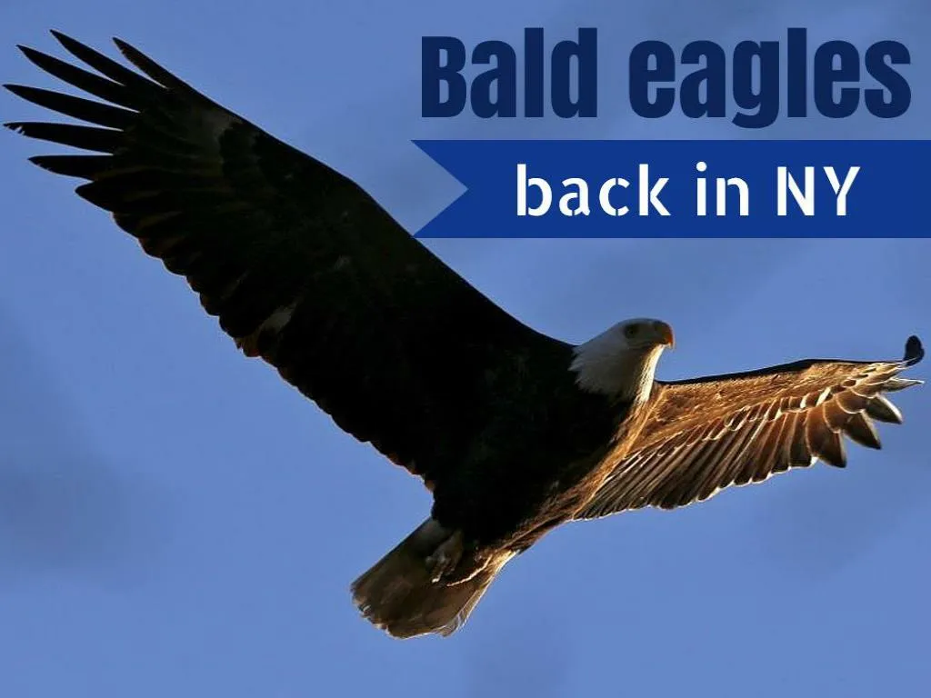 bald eagles back in ny