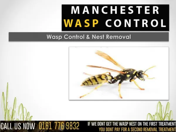 Manchester Wasp Control