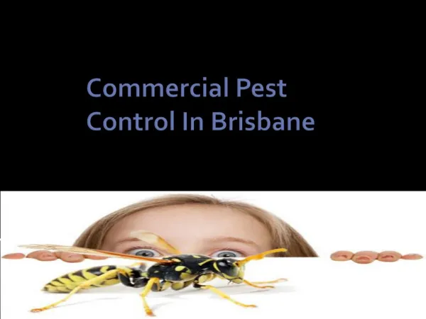 Commercial Pest Control In Brisbane