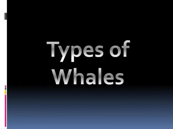 Whale Types