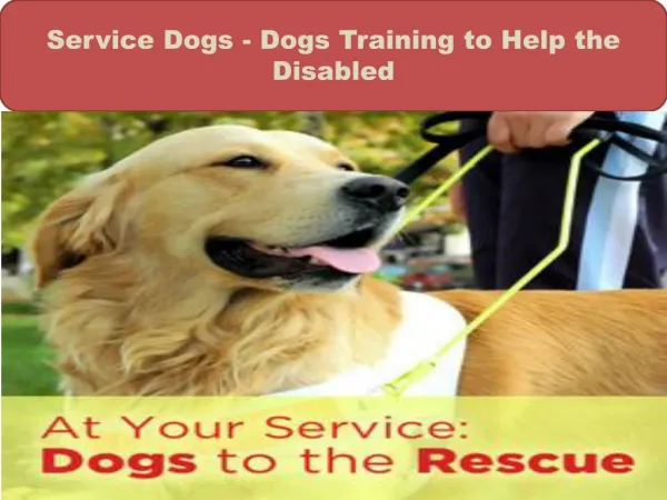 Service Dogs - Dogs Training to Help the Disabled