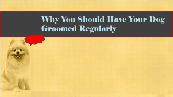 Why You Should Have Your Dog Groomed Regularly