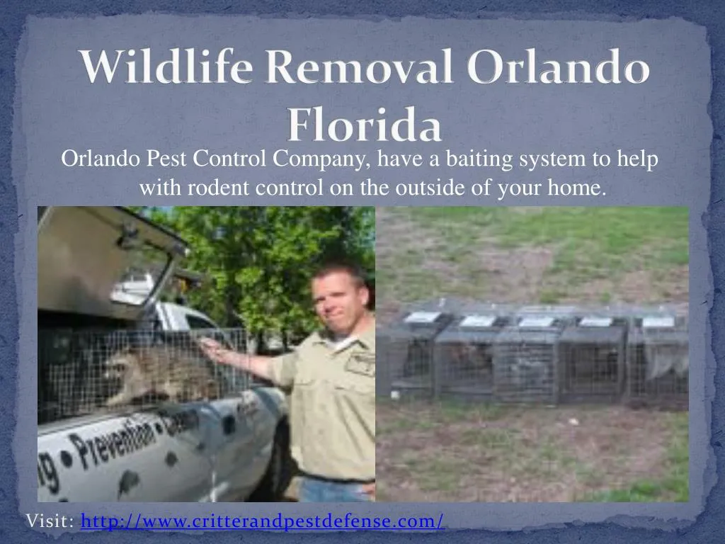 wildlife removal orlando florida