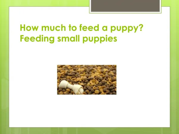 How much to feed a puppy? Feeding small puppies