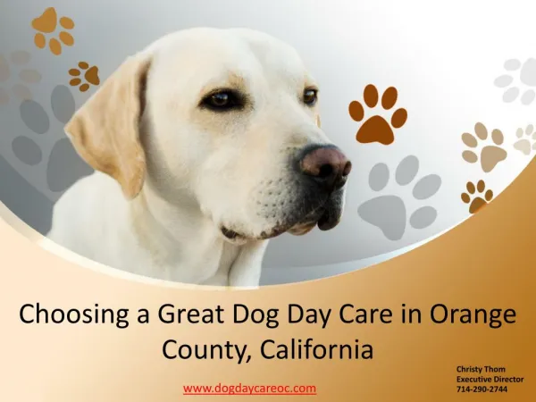 Choosing a Great Dog Day Care in Orange County, California