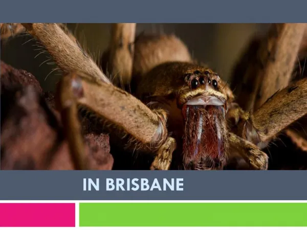 Spiders Pest control in Brisbane