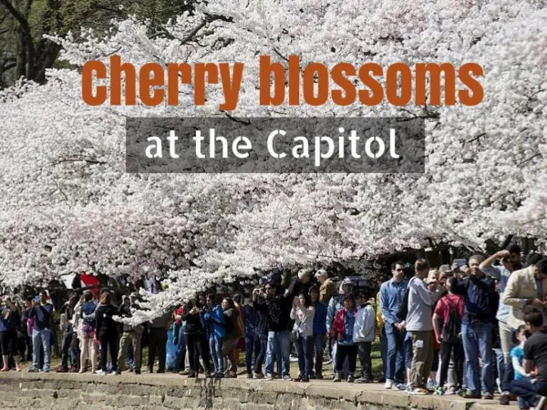 Cherry blossoms at the Capitol
