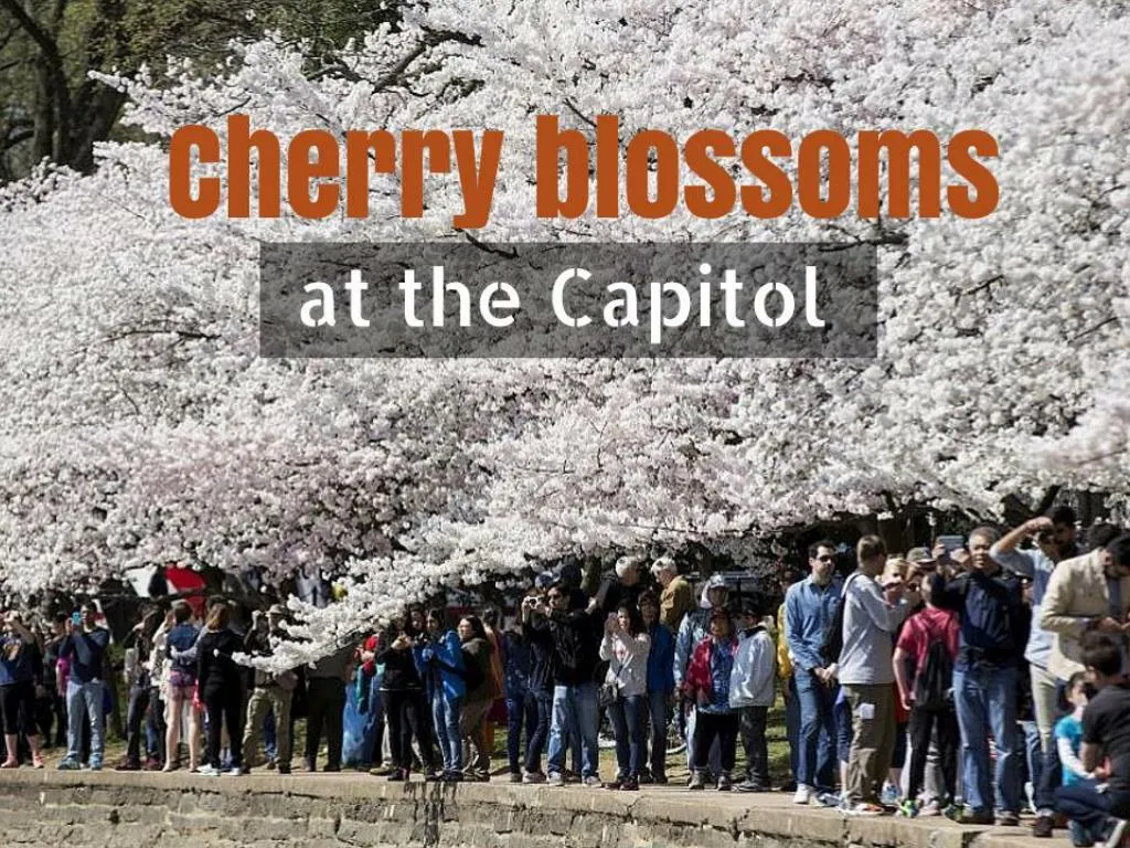 cherry blossoms at the capitol