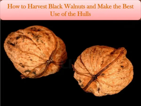 How to Harvest Black Walnuts and Make the Best Use of the Hu