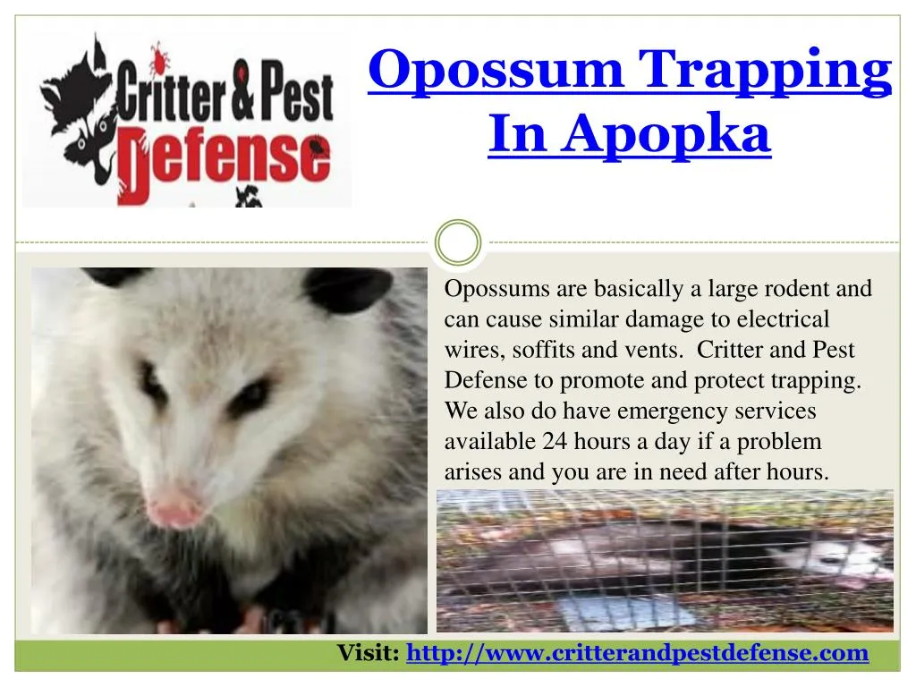opossum trapping in apopka