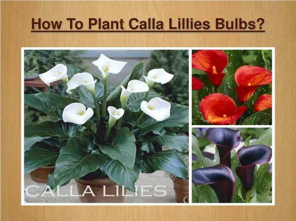 How To Plant Calla Lillies Bulbs?