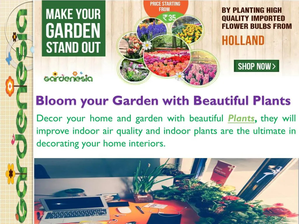 bloom your garden with beautiful plants