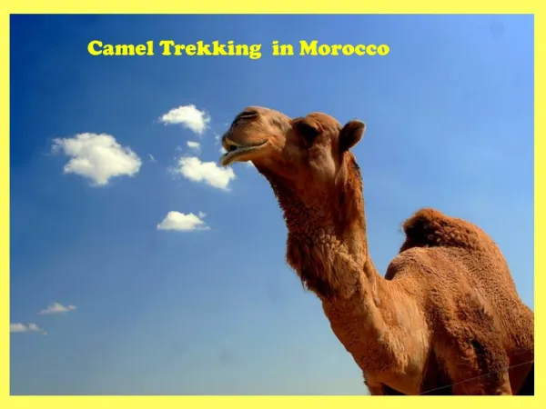 Camel Trekking in Morocco