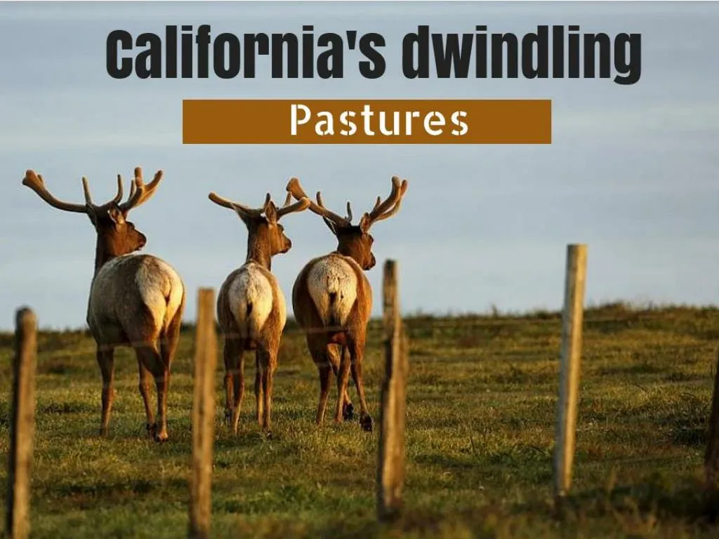 california s dwindling pastures