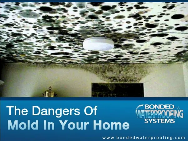 Why you need an Expert Inspection for Mold Removal in NJ