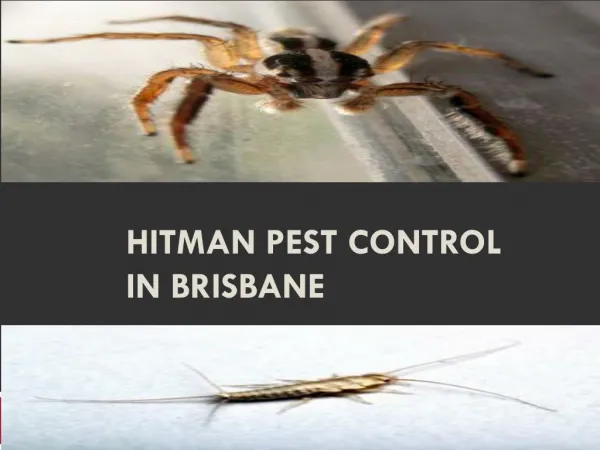 Hitman Pest Control In Brisbane