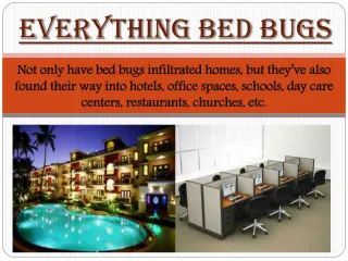 Everything Bed Bugs - slide 1