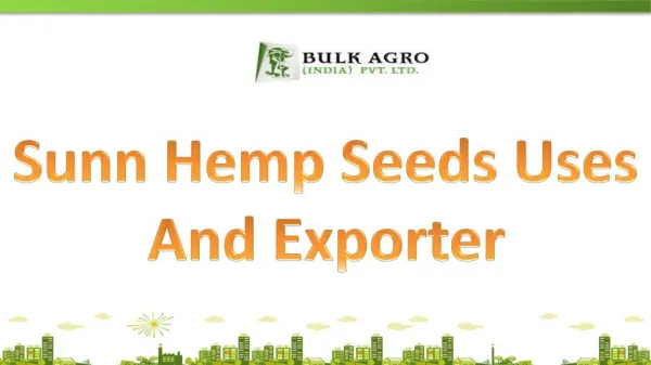 Sunn Hemp Seeds Uses And Exporter