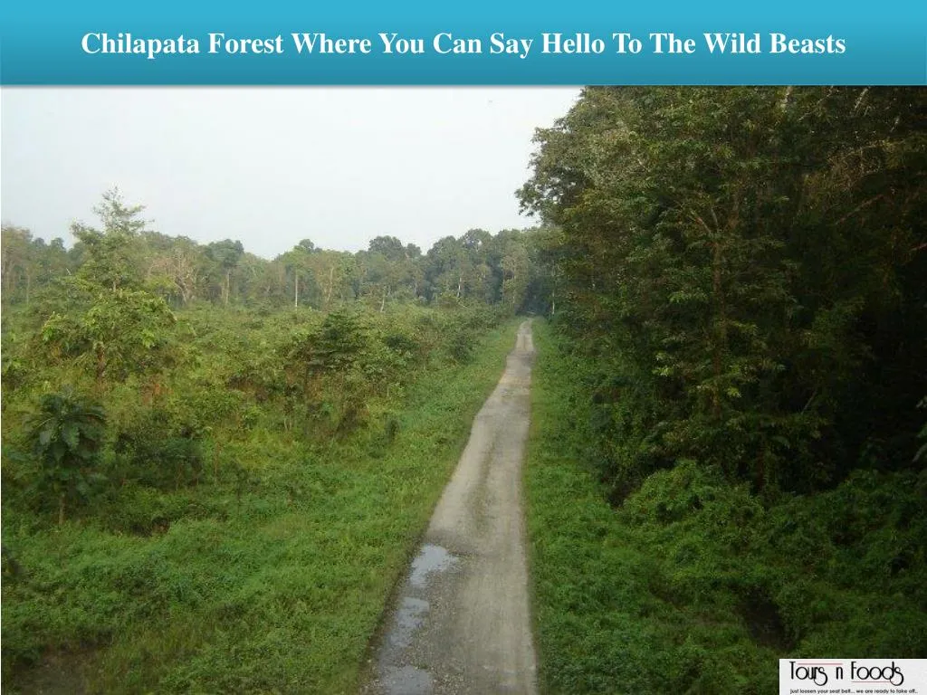 chilapata forest where you can say hello to the wild beasts