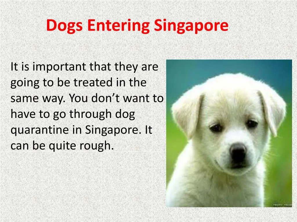 dogs entering singapore