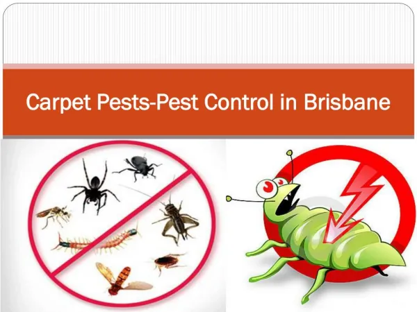Carpet Pests-Pest Control in Brisbane