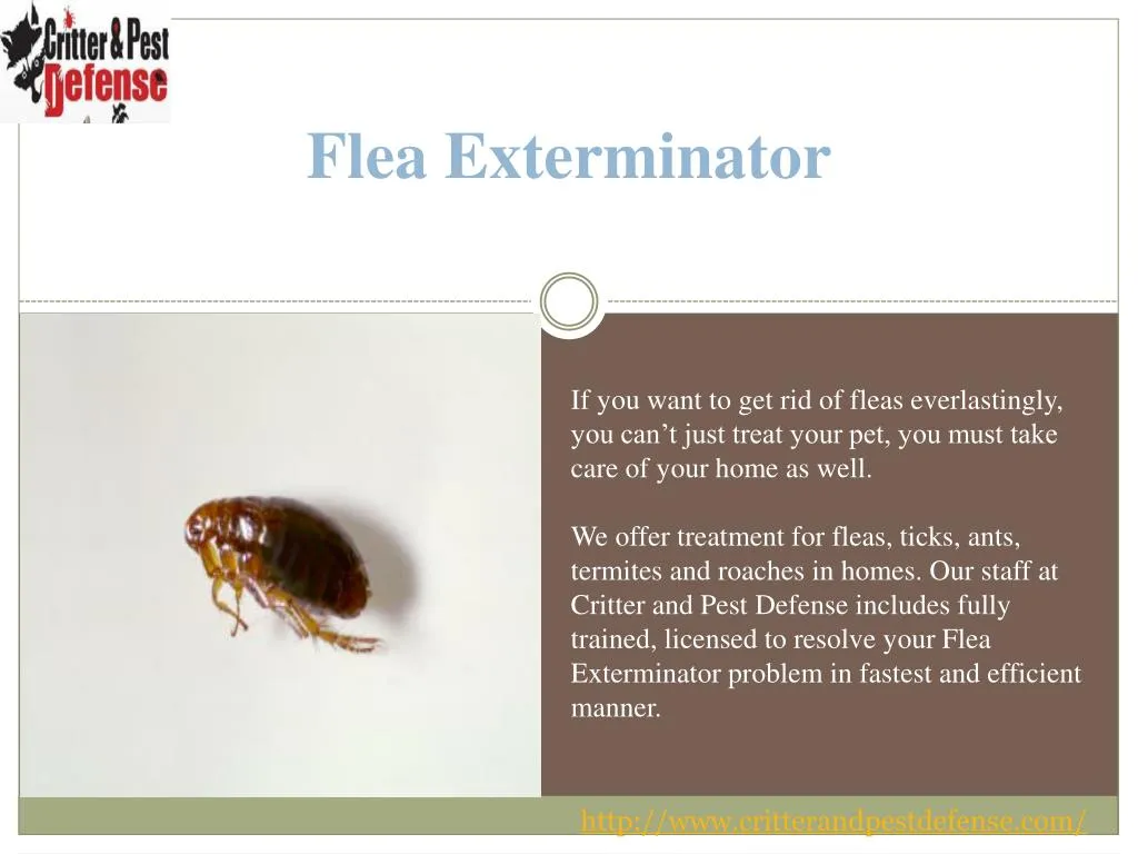 flea exterminator